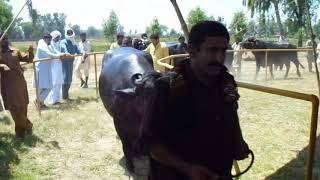 Buffalo Bull Beauty Competition, pattoki II  Dr. Muzzammil