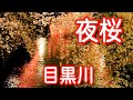 目黒川沿いの夜桜