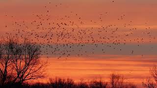 Большая стая птиц летает над лесом на фоне заката