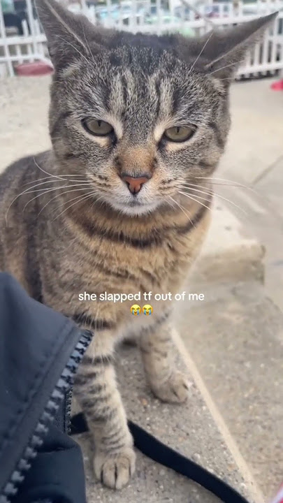 When you have an emotionally unstable cat...
