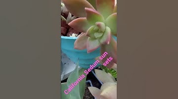 Thumbnail of California Sun sets #shorts #succulent #plants