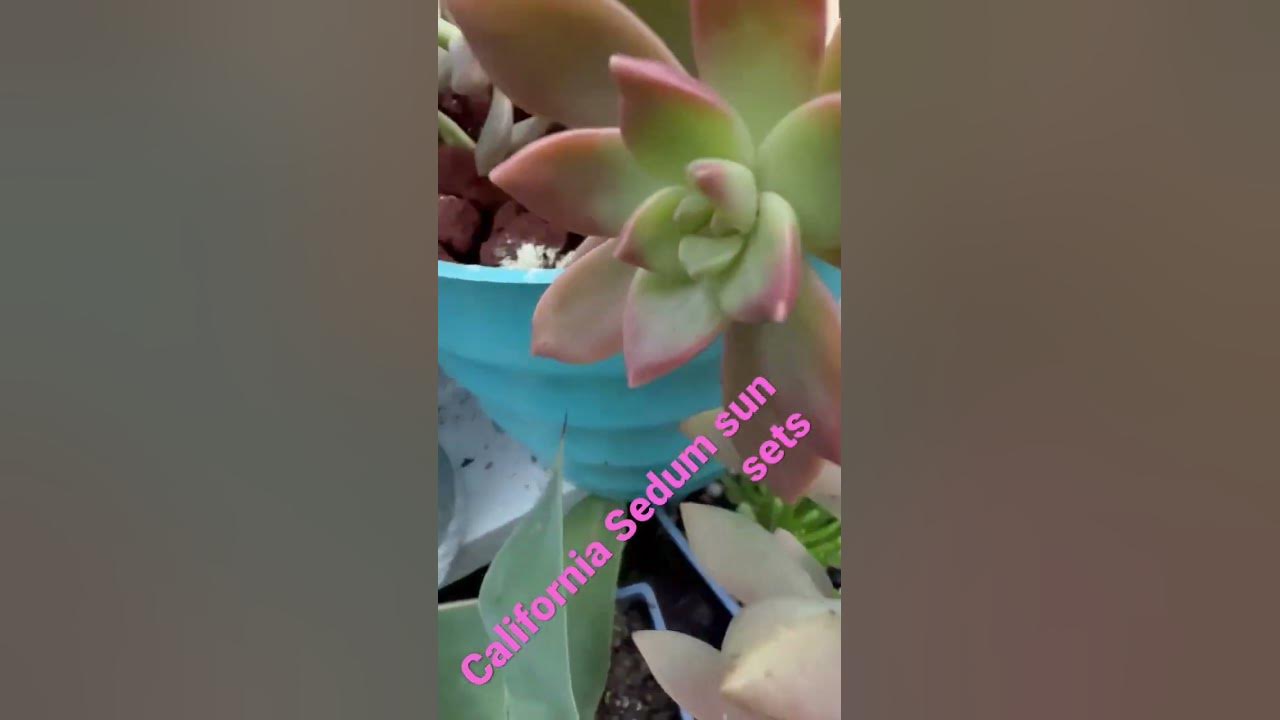 California Sun sets #shorts #succulent #plants