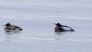 Red-breasted Merganser Mating Display