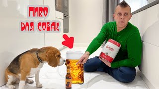 ШЕРЛОК ПЬЁТ ПИВО. ШОК ДЛЯ БАТИ. БРОС ШОУ ПЕТ