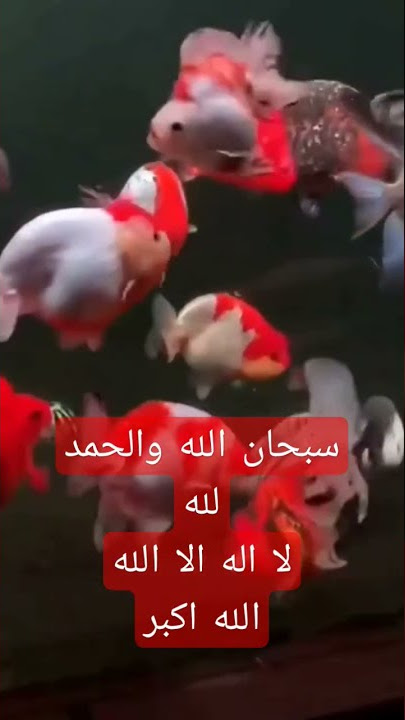 subhanallah II walhamdulillah lailaha illallah allahu akbar