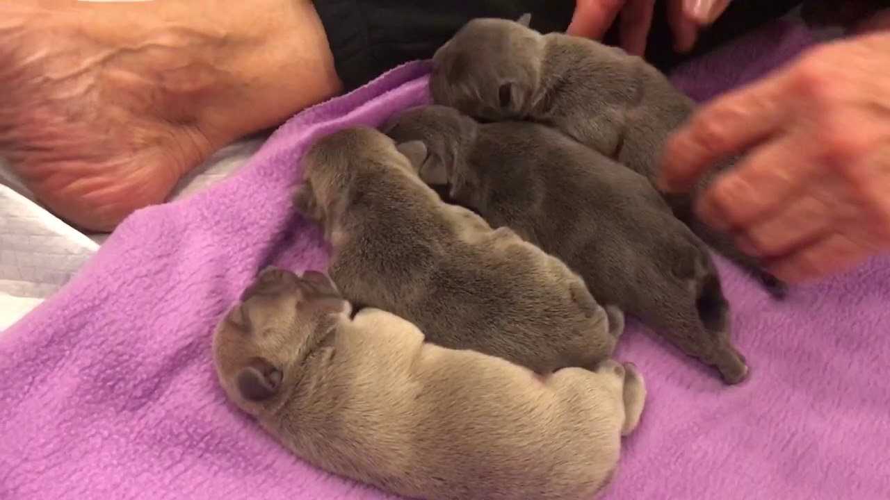 Blue frenchies