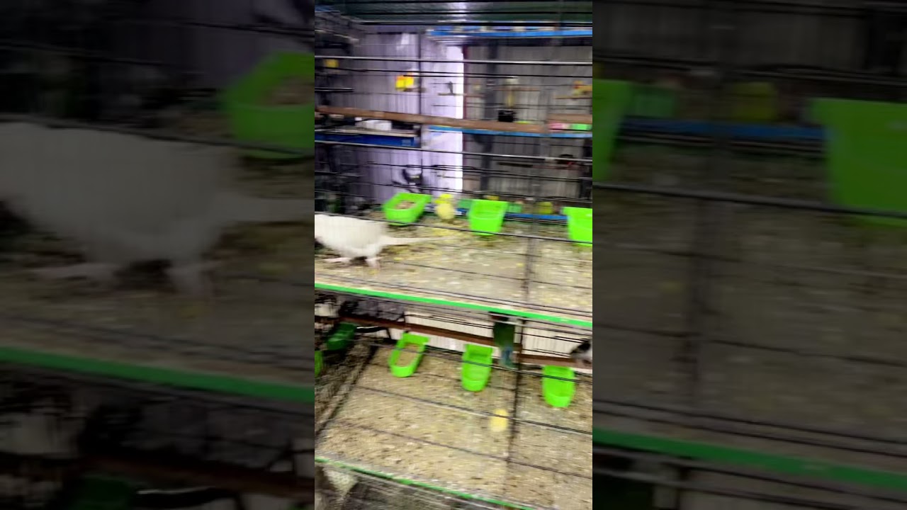 Pets shop in lahore birds shop YouTube