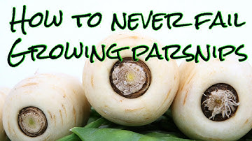 How to grow excellent parsnips every time…