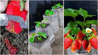 How To Grow Strawberries From Seed | Propagate Strawberry from Strawberry Fruit Bark