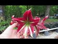 Dellwood Amaryllis Flower Gardens 2022 - Part One