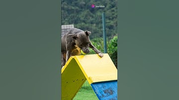 pitbull vs wolf: The ultimate showdown ! #shortsvideo #shorts #youtubeshorts #pitbull #wolf #pets