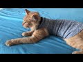 DIY SUÉTER PARA GATOS FÁCIL CON ROPA VIEJA