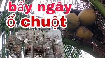 bẩy chuột trên cây dừa và phát hiện vườn dừa bẩy đã thiệt @NI NGUYEN TV #102