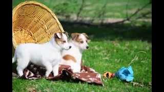 Minature Collie Mixes for Sale