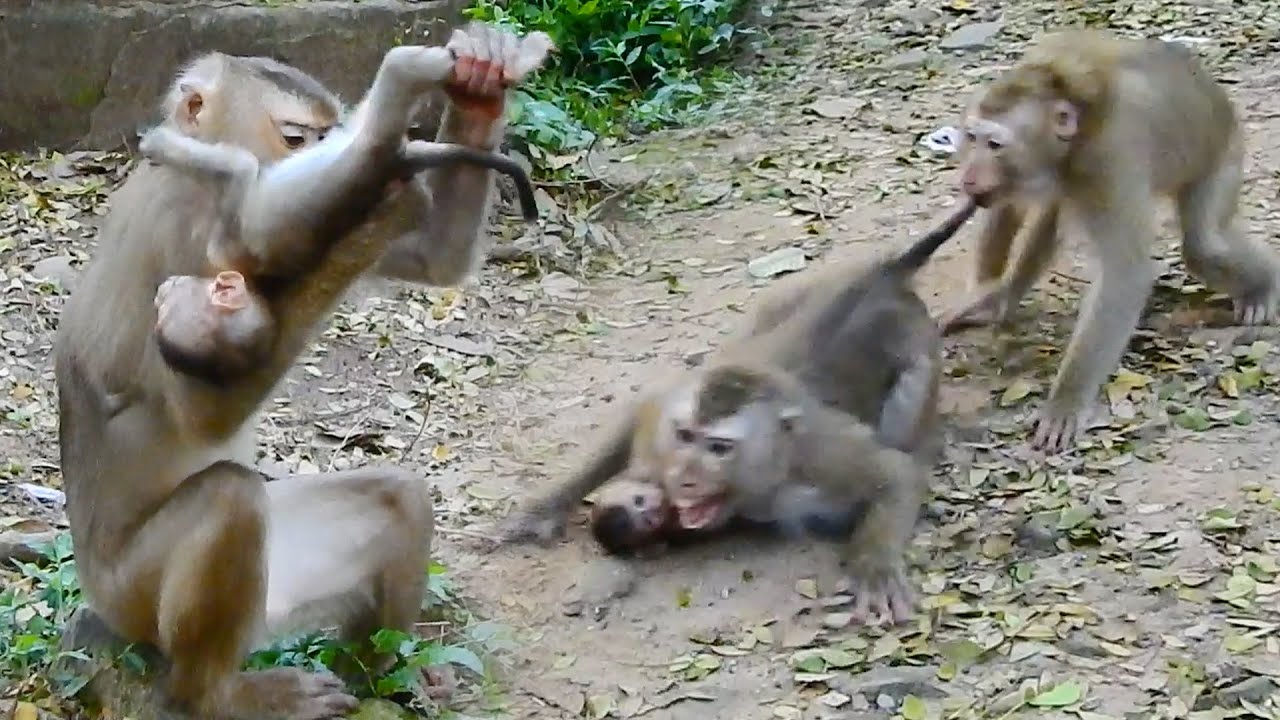 Katrina wants to catch Rainbow but Libby try to stop baby run katrina angry & b.i.te her