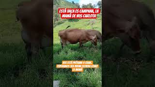 Conoce a campana, súper productora de leche