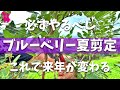【必須】ブルーベリー収穫後にやるべき夏剪定をプロが教えます!