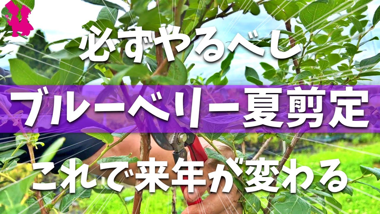 【必須】ブルーベリー収穫後にやるべき夏剪定をプロが教えます！