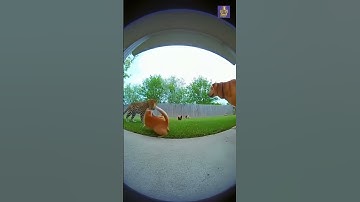 Brave Cat and Dog Team Up to Scare Off Leopard in Backyard (Caught on Ring Camera)