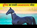 इस घोड़े को सिर्फ नसीब वाले ही देख पाते हैं | 10 Beautiful Horses in the World