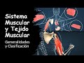 Sistema Muscular y Tejido Muscular en 6 minutos