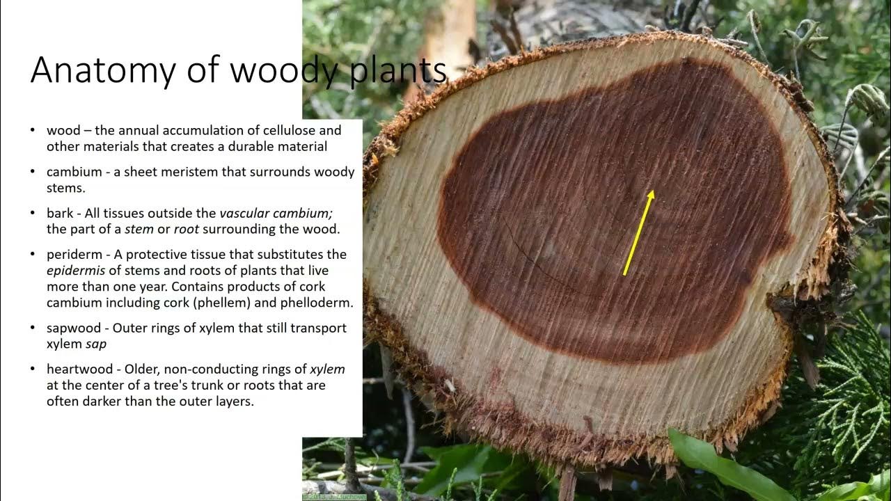 Wood Anatomy YouTube