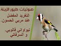 تيواواتي قالوبي و السرفاتي التغريد الذي يبحث عليه مربي الحسون 