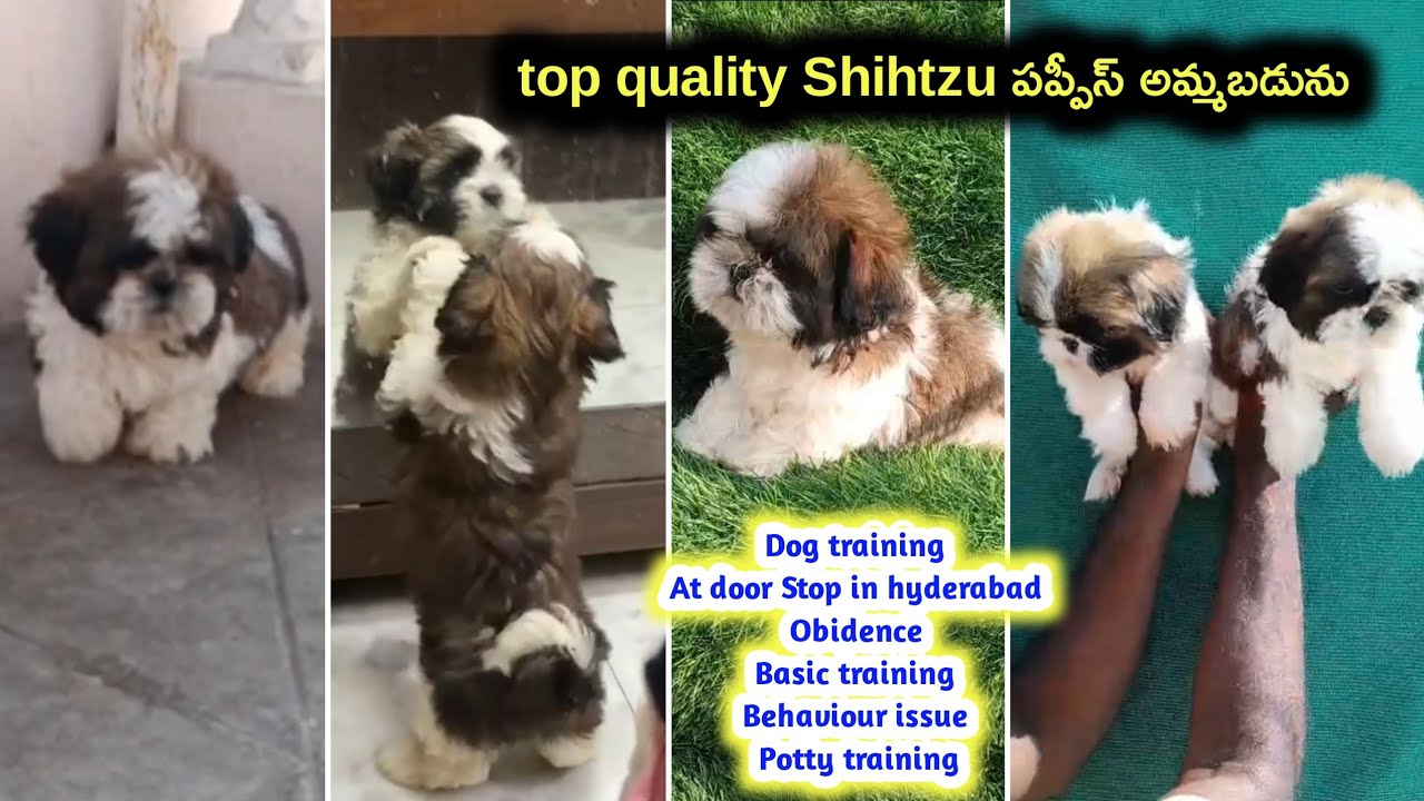 top quality Shihtzu puppies for sale in telugu/9032185211,9000205200 /aj pets