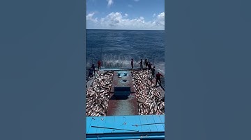 Why is canned tuna so cheap?