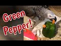 Einstein totally destroys a sweet green pepper