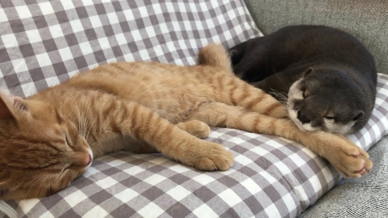 カワウソさくら 猫ケツに頭突っ込んで爆睡するカワウソ Otter That Puts Its Head On The Buttocks Of A Cat And Sleeps Youtube カワウソさくら 猫ケツに頭突っ込んで爆睡するカワウソ Otter That Puts Its Head On The Buttocks Of A Cat And Sleeps Youtube