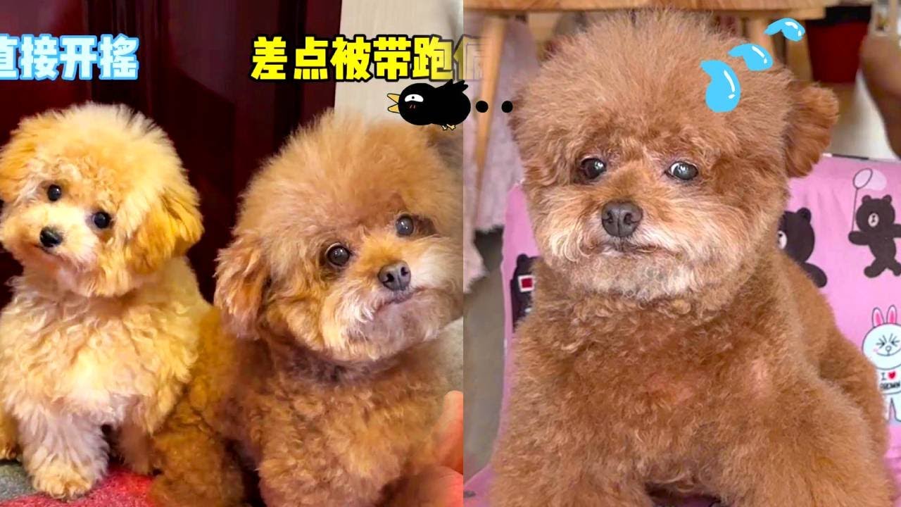 狗狗聽到這些聲音的反應也太魔性了,多多差點被帶跑偏 - YouTube