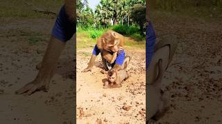Great video Super SokYaa And Sokhaa Very Adorable & Harmony Animals Around The World #shorts