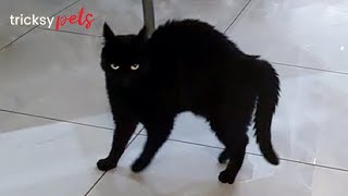 Is This Cat Making A Call To Alien? by Tricksy Pets 495 views 3 months ago 2 minutes, 56 seconds