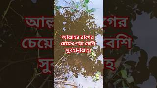 🍂 শান্ত জলের গল্প #NatureBeauty #IslamicReminder #AllahCreation #PeacefulNature #ViralPost