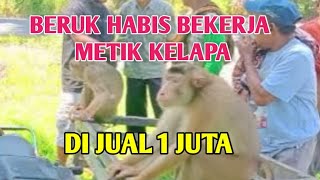 BERUK SIAP BEKERJA METIK KELAPA DI JUAL MURAH 1 JUTA