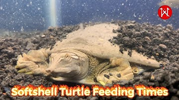 Softshell Turtle Feeding time (Close up) 4K