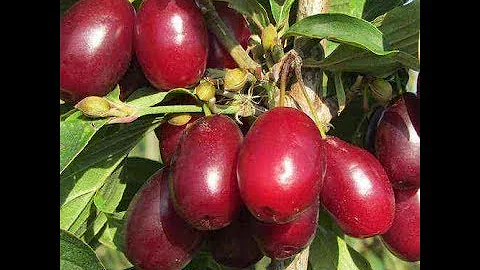 Che frutti sono le corniole?