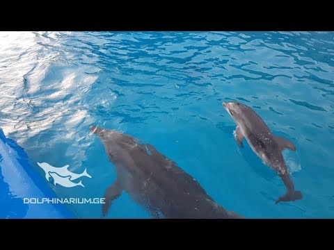 პატარა დელფინი