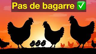 Débuter Avec Des Poules Première Sortie En Sécurité 34