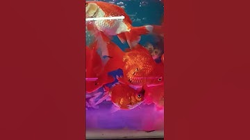 cá ba đuôi Lưu Kim Sài Gòn Cá Cảnh