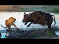 БУЙВОЛ В ДЕЛЕ! Буйвол против льва крокодила носорога слона