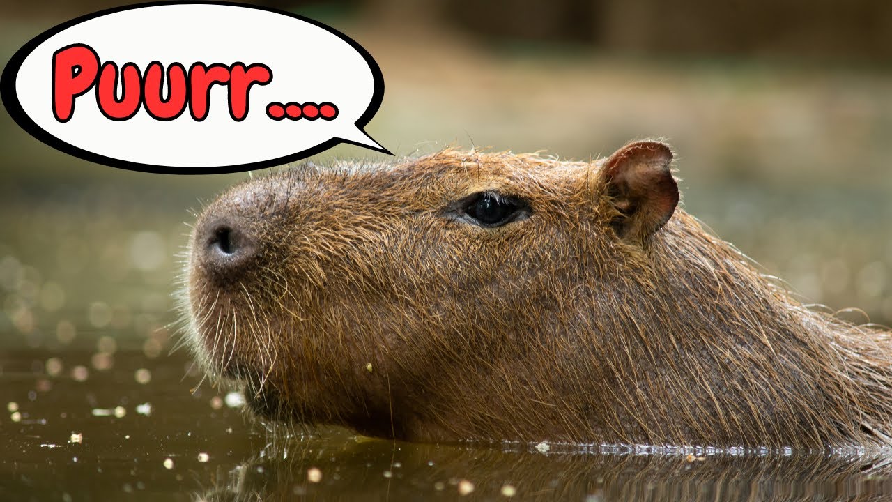 Capybara Sounds & Facts for Kids YouTube