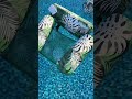 Floating chair 1 or 2 pack for the pool, beach river Inflatable Pool Chairs