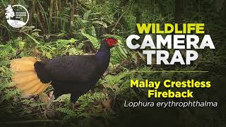 Sempidan Merah  Malay Crestless Fireback  Rer Camera Trap