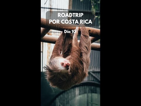 Vídeo: 4 Restaurants que val la pena visitar a Monteverde, Costa Rica