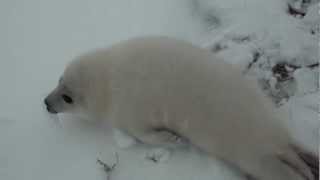 Baby seal squeals