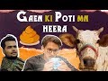 Gaen Ki Poti Main Heera | Cow Mandi | Bakra Eid Special | Cattle Farm| Muneeb | Maaz Ali | The Aroos