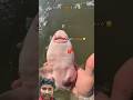 He was dying in the net …. but i didn’t give up 🥺 #shark #sea #ocean