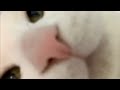 猫が顔の上に乗ってると想像してください 【今日のひのき猫】